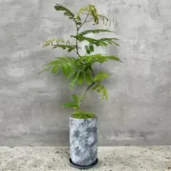 幹極太 エバーフレッシュ 盆栽仕立て 陶器鉢 植え込み発送 - メルカリ