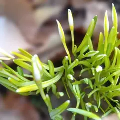 ニッキー様 リクエスト 2点 まとめ商品