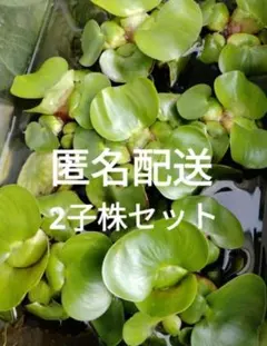 ホテイアオイ 2子株セット 水草　匿名配送のサムネイル