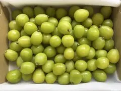 【訳あり】シャインマスカット☆粒約1kg(箱込)☆のサムネイル