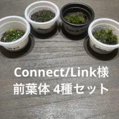 Connect/Link様【前葉体】ビカクシダ4種セット