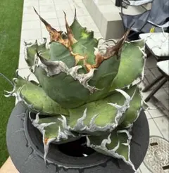 Agave 白鯨 スーパーボール 極上株 LED管理 大株 - メルカリ