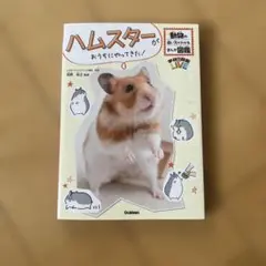 ハムスターがおうちにやってきた!