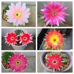 花サボテン　ロビビア　 　６種類のサムネイル