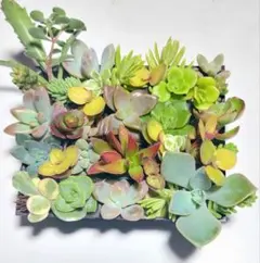 多肉植物セダム22種類セット【育成説明書付】