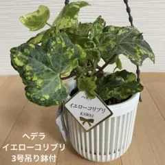 観葉植物　ヘデラ・イエローコリブリ　3号吊り鉢付のサムネイル