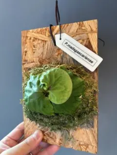 2025年最新】ビカクシダ マダガスカリエンセの人気アイテム