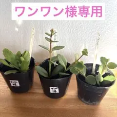 ⭐︎⭐︎ワンワン様専用⭐︎⭐︎【サニーデイ•シャンデリア】