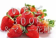 天然、野いちごの強化苗20株セット＋プティ粗品＋全国匿名送料無料