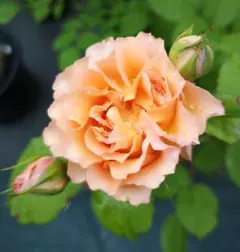 XXXあみ様 リクエスト 2点 まとめ商品