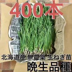 北海道産 玉ねぎ 苗 300本 無農薬 晩生品種 北もみじ2000 - メルカリ
