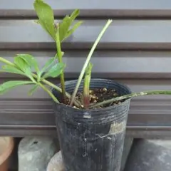 クリスマスローズ　株分け苗　メルカリ便 説明書付き クリスマスローズ苗1 株分け ピンクリバーシブル 匿名配送