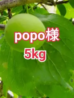 winnie17様 山梨県産 新鮮 青梅 白加賀梅 5kg - メルカリ