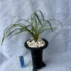 日本春蘭☆水彩赤舌花☆5本 - メルカリ