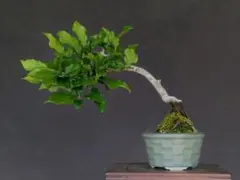 小真弓 盆栽 こまゆみ 実もの 樹高25㎝ - メルカリ