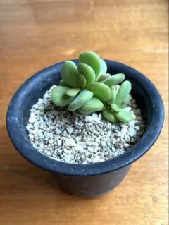 ケラリアピグマエア　多肉植物 塊根植物 匿名配送のサムネイル