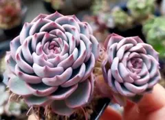 プ*ン様 スノーミルフィーユ　ミックスベリア　おらいさん　土付き発送　多肉