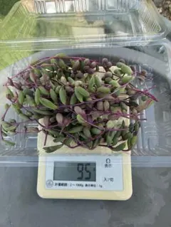 多肉植物 ルビーネックレス抜き苗3ポットセット❣️ - メルカリ