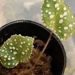 Begonia sp.sarawak ベゴニア 白玉❣️原種ベゴニア B - メルカリ