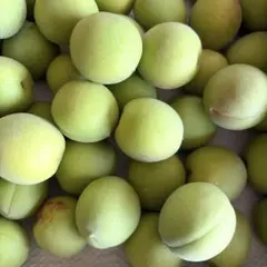 山形県産 青梅 正味1キロのサムネイル