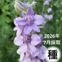 採れたて♪ お洒落な花色♪ 千鳥草 ラークスパー アールグレイ 種40粒+αのサムネイル