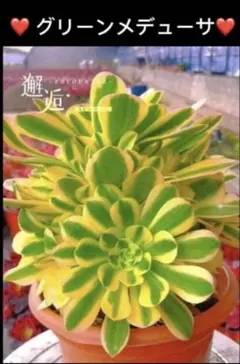 多肉植物アエオニウム錦❤️ マイバッハ❤ 状態図 - メルカリ