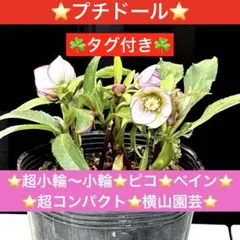 2026年最新】横山園芸 プチドールの人気アイテム - メルカリ