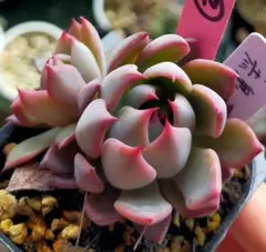 れ*お様 ②　 赤鬼　ミックスベリア　おらいさん　土付き発送　多肉