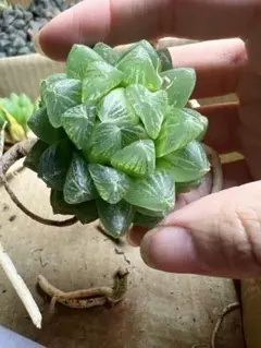 atsushiy_4482様 リクエスト 2点 まとめ商品