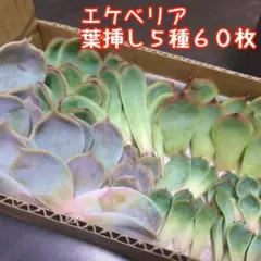 【葉挿し】エケベリアの葉 ５種６０枚【多肉植物】