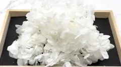 アジサイ ピラミッドホワイト10g プリザーブドフラワー