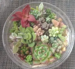 2026年最新】多肉植物エケベリア寄せ植えセット多肉弁当の人気アイテム
