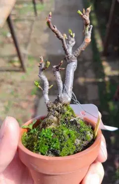 ピンコ様 リクエスト 2点 まとめ商品