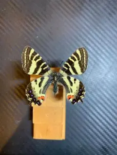 2026年最新】ギフチョウの人気アイテム - メルカリ