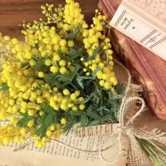 ◆ミモザ　スワッグ　ドライフラワー　ブーケ　花束　インテリア雑貨⑤
