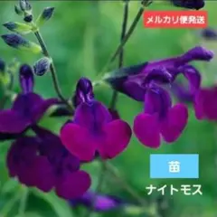 ドリチョス ラブラブ チビ苗 6cmポットごと郵送 3個 - メルカリ