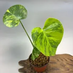 モンステラ　デリシオーサ実生株イエローマリリン継続個体、ホワイトタイガー　セット モンステラ デリシオーサ実生株イエローマリリン継続個体