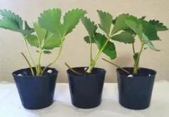 かなみひめ　イチゴ　苗　いちご