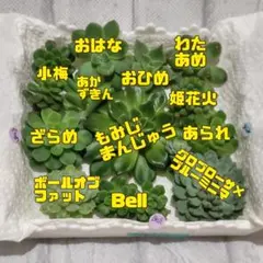 2026年最新】つぶつぶ ざらめの人気アイテム - メルカリ