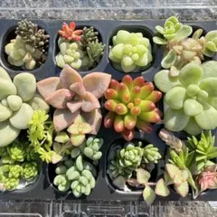 2026年最新】多肉植物 大苗の人気アイテム - メルカリ
