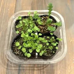 2025年最新】ビカクシダ 苗 セットの人気アイテム - メルカリ