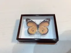 蝶標本　タイ　サムイ島産24頭 +ドイツ箱中型 蝶標本 タイ サムイ島産24頭 +ドイツ箱中型