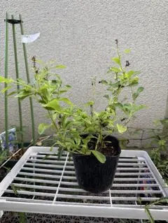 ㊱大きめ苗! 青鬼❣️そわそわ❣️もみじ飴❣️紅手鞠❣️6苗メルカリ便送料込 2b9186aa8744c8322d5d7b1c1a0984