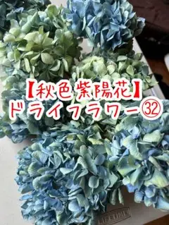 【リピ割】赤く染まったライムグリーン紫陽花ドライフラワー㊹大きさ不揃い12点 リピ割】赤く染まったライムグリーン紫陽花ドライフラワー㊹大きさ