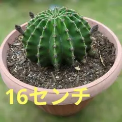 サボテン 多肉植物 群生　短毛丸　たんげまる　16センチ　子株