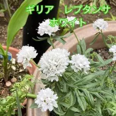 ギリア　レプタンサ　ホワイト　種　0.1ml　約50粒