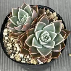 さくらの花　抜き苗のサムネイル