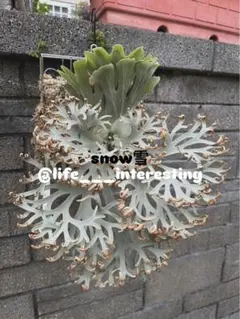 2026年最新】NOOK dwarfの人気アイテム - メルカリ