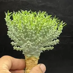 希少種 木質化 超良形 ユーフォルビア アトロビリディス 検索用
