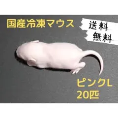 ★✌︎('ω'✌︎ )★国産冷凍マウス アダルトM 50匹ピンクL100匹 2025年最新】冷凍マウスの人気アイテム - メルカリ